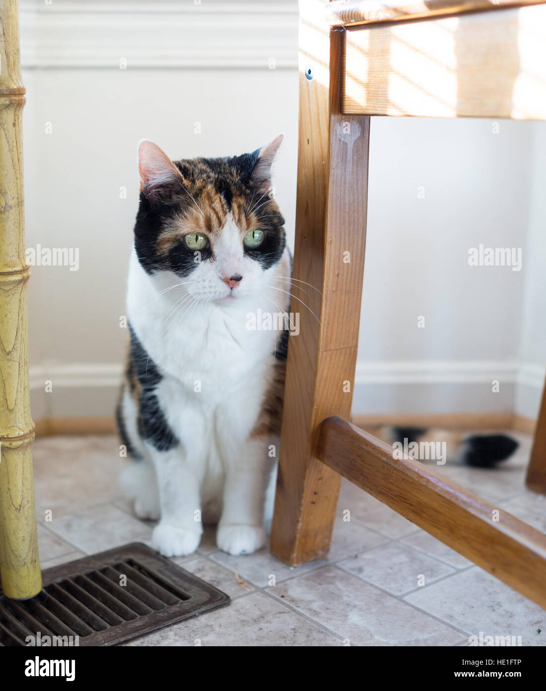Cat Under The Table High Resolution Stock Photography and Images Alamy
