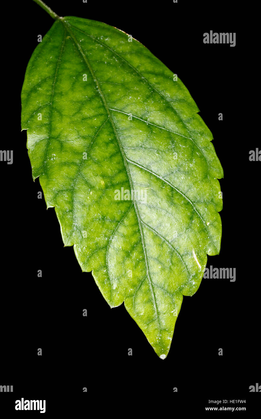 Macro of fresh green leaf against black background Stock Photo - Alamy