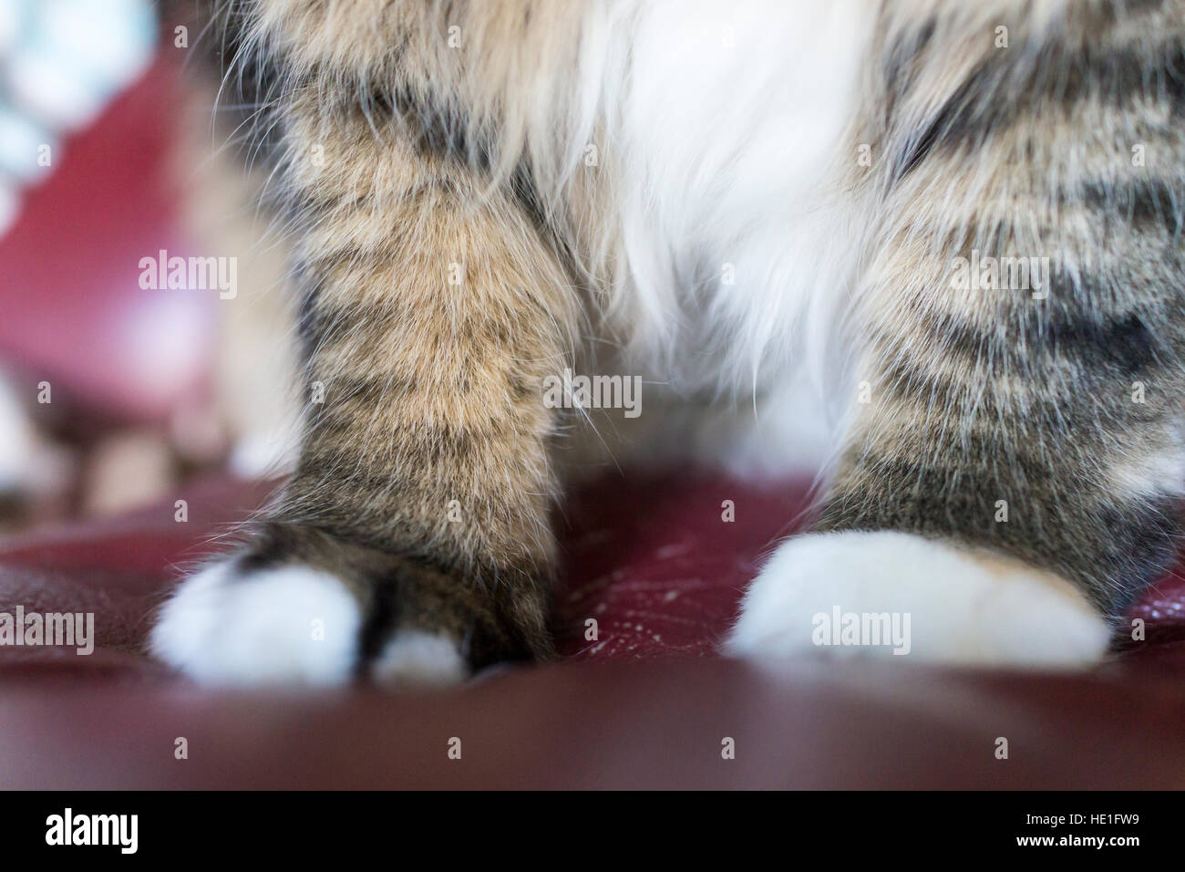 Large fluffy and furry calico Maine Coon cat paws Stock Photo Alamy