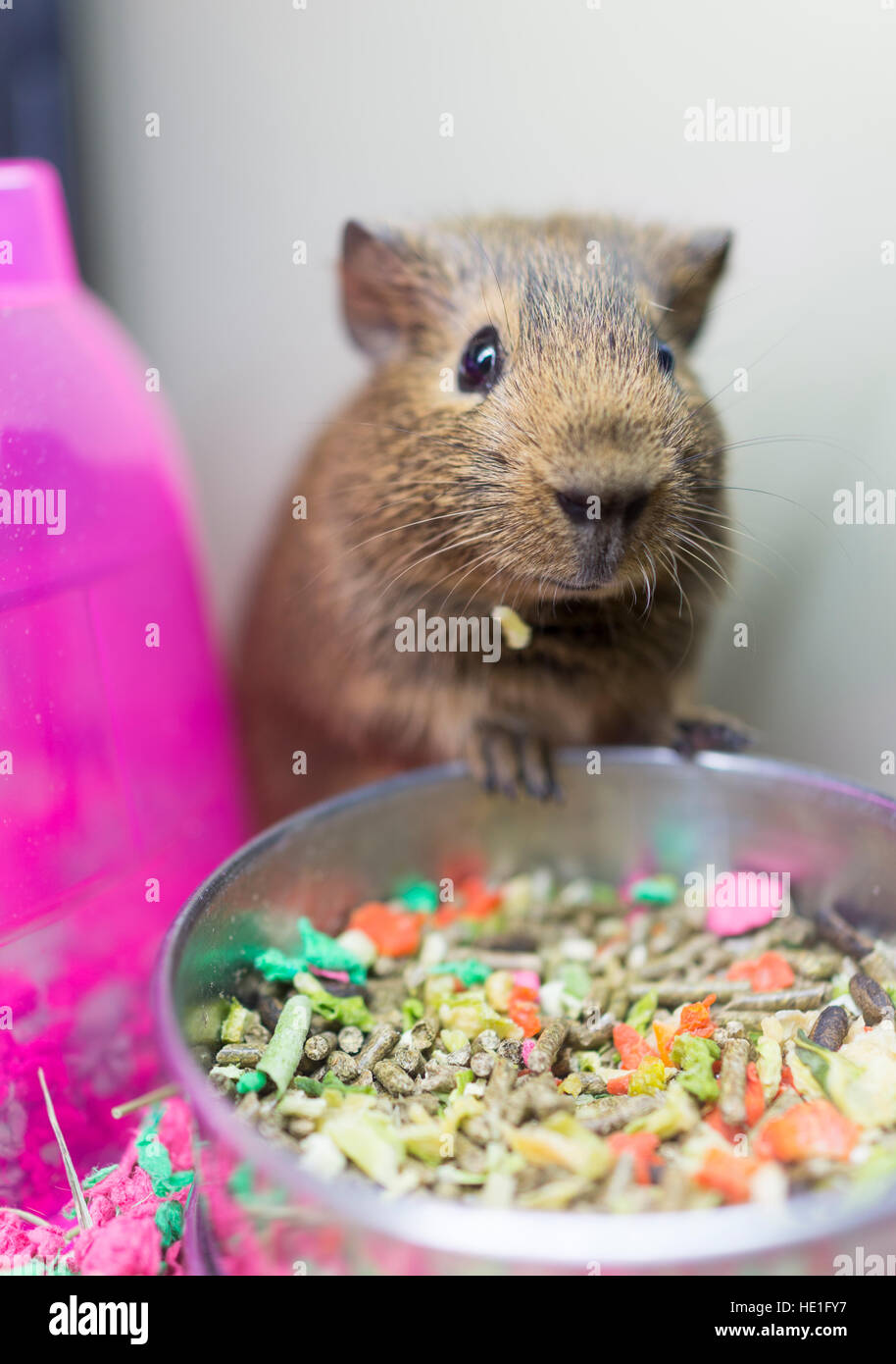 View of Closeup of cute brown guinea pig with whiskers eating from bowl Stock ...