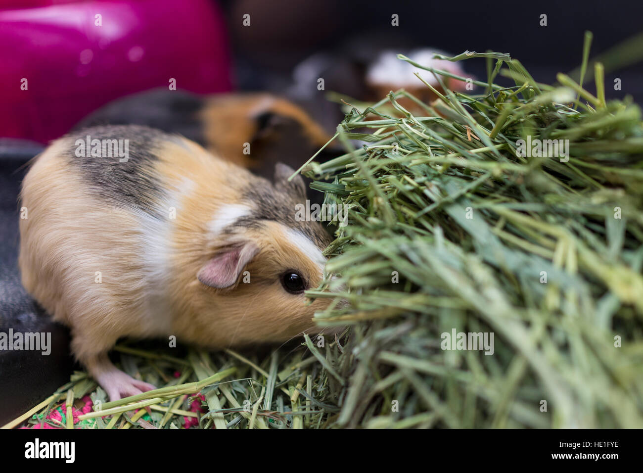 Group Of Guinea Pigs Stock Photos Group Of Guinea Pigs Stock