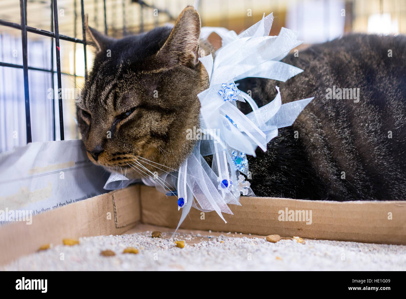 Unhappy tabby overweight cat in cage by litterbox with festive holiday