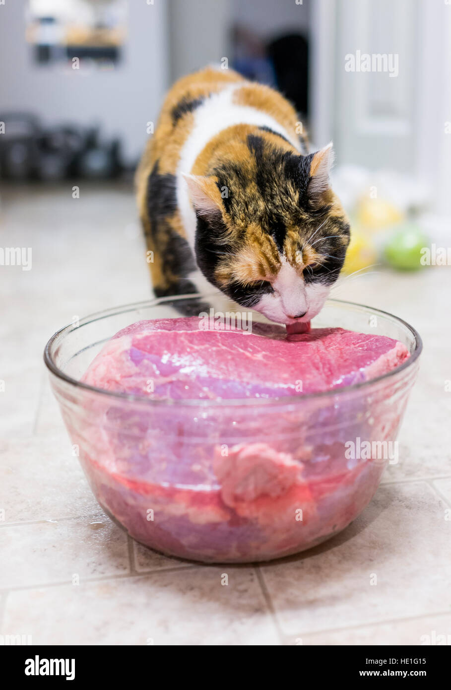 Calico cat licking large chunk of pink beef meat in bowl Stock Photo
