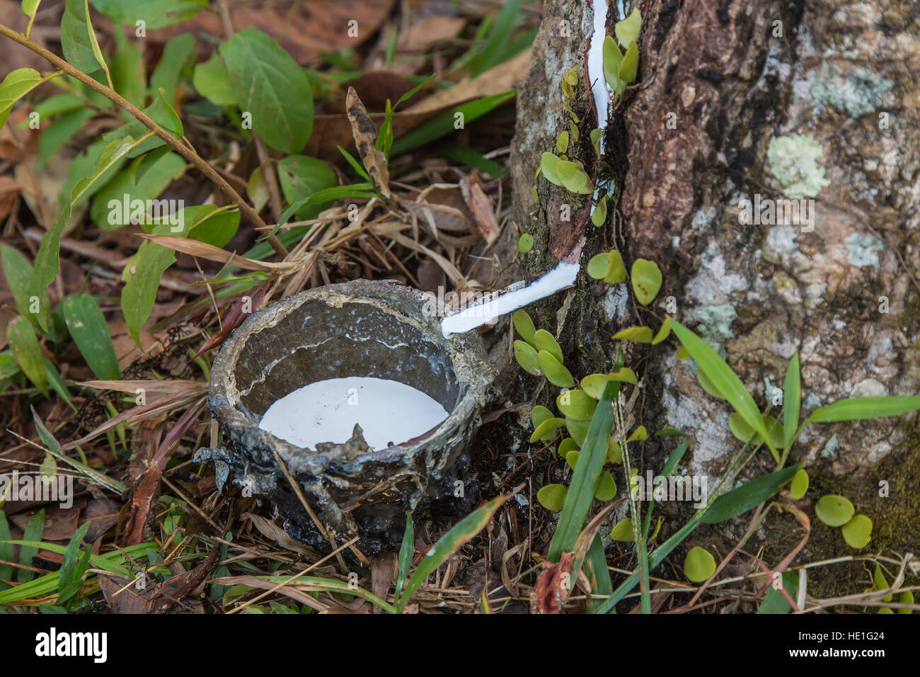 Close up of latex of rubber tree in the old cup. Stock Photo