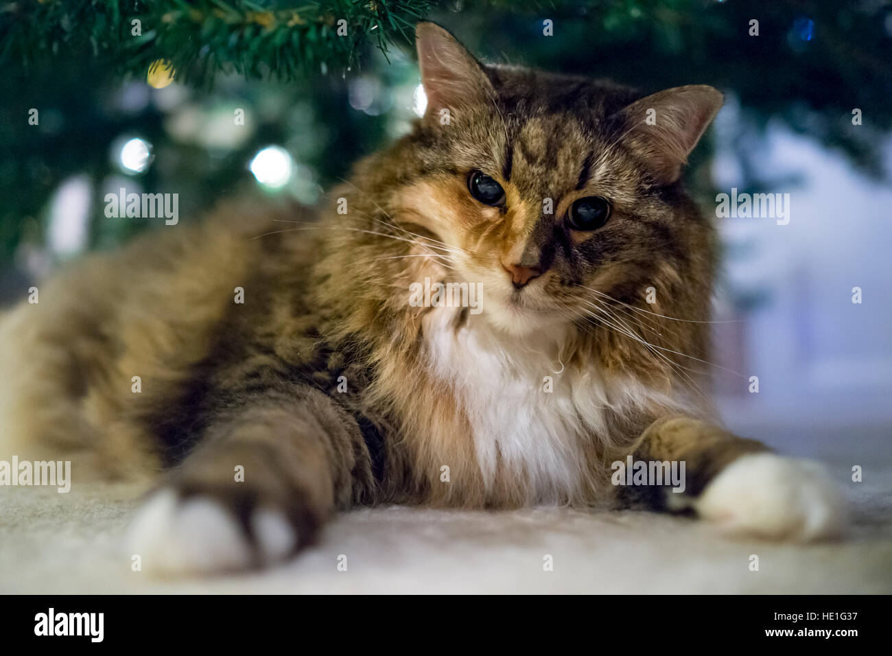 Angry calico tabby maine coon cat under Christmas tree Stock Photo Alamy