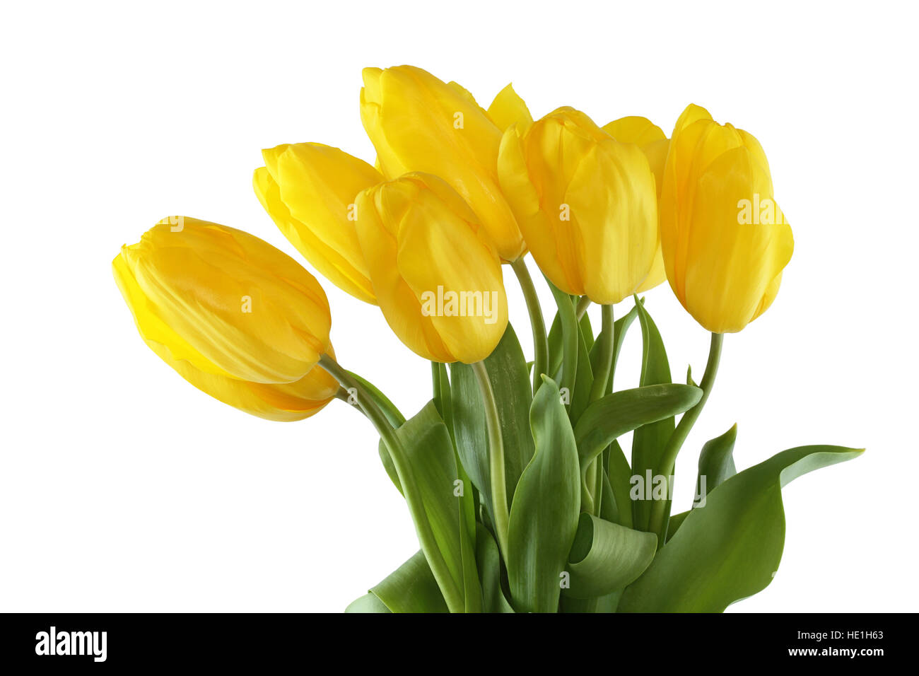 Bouquet of yellow tulips on white background Stock Photo - Alamy