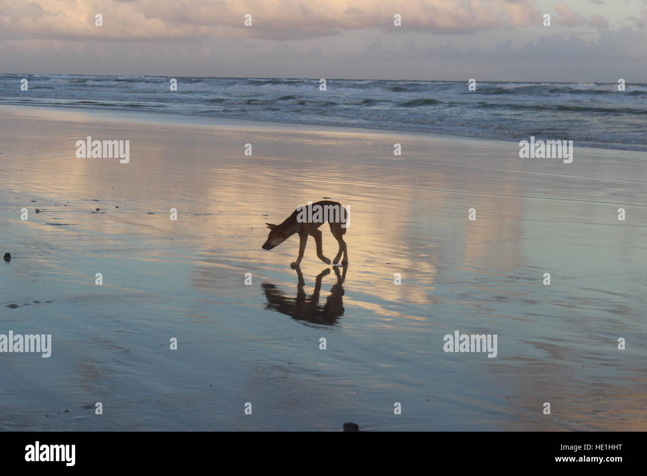 An Australian dingo walking in the beach Stock Photo Alamy
