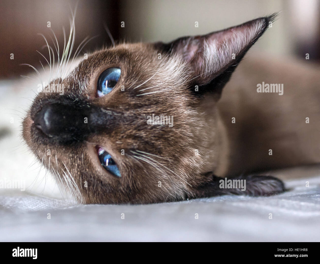 Cat lying on bed looking at the camera Stock Photo