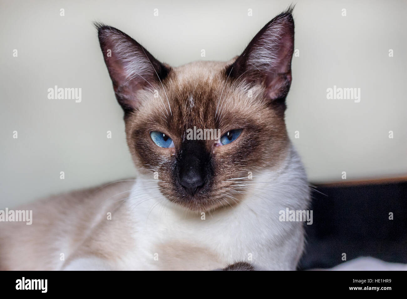 Grumpy cat looking at the camera portrait Stock Photo