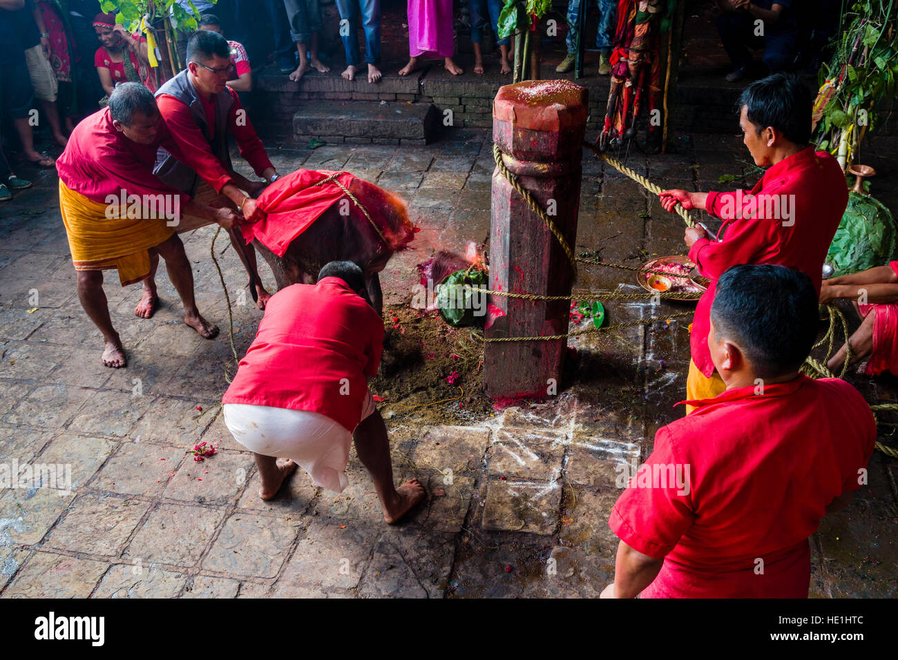 A priest is sacrificing a water buffalo by cutting of its head with a big sword at the Gorakhnath temple at the hinduist festival Darsain Stock Photo