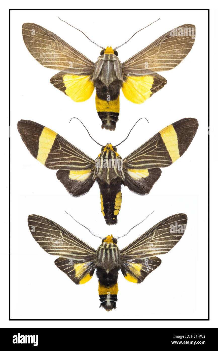 Moths selection from around the world. Stock Photo