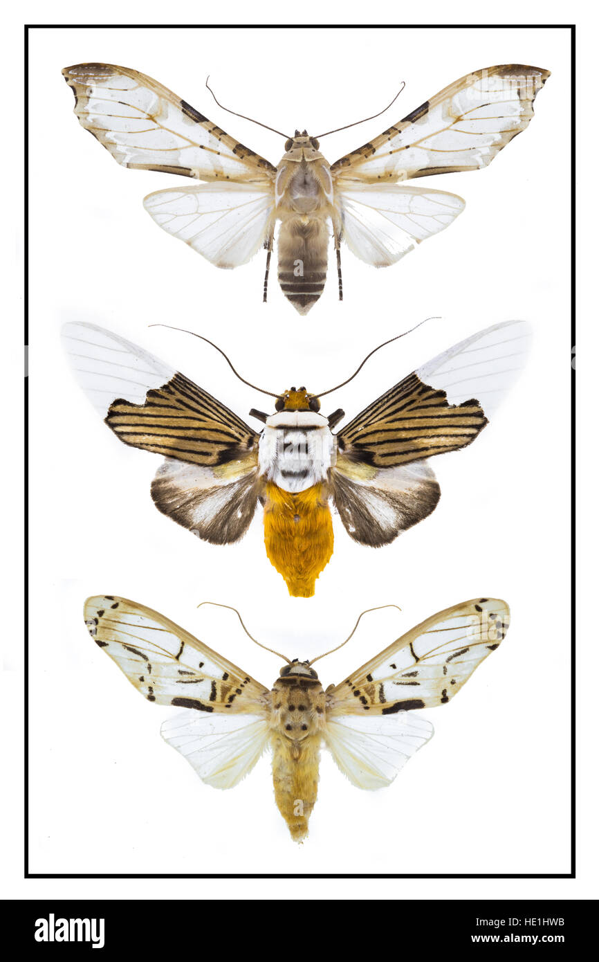Moths selection from around the world Stock Photo Alamy