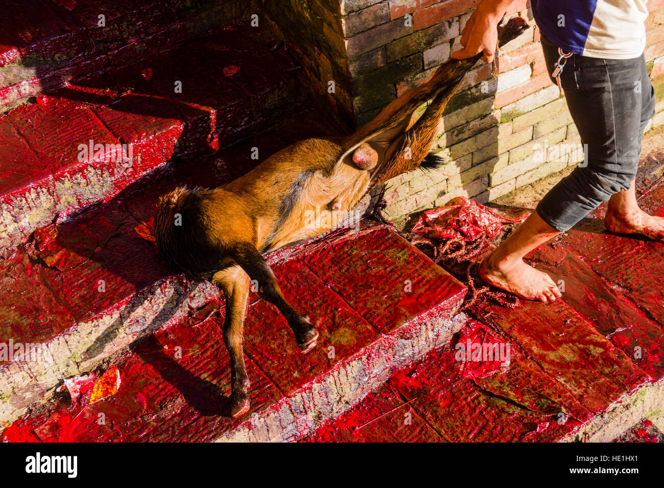Goat Sacrifice Stock Photos & Goat Sacrifice Stock Images 