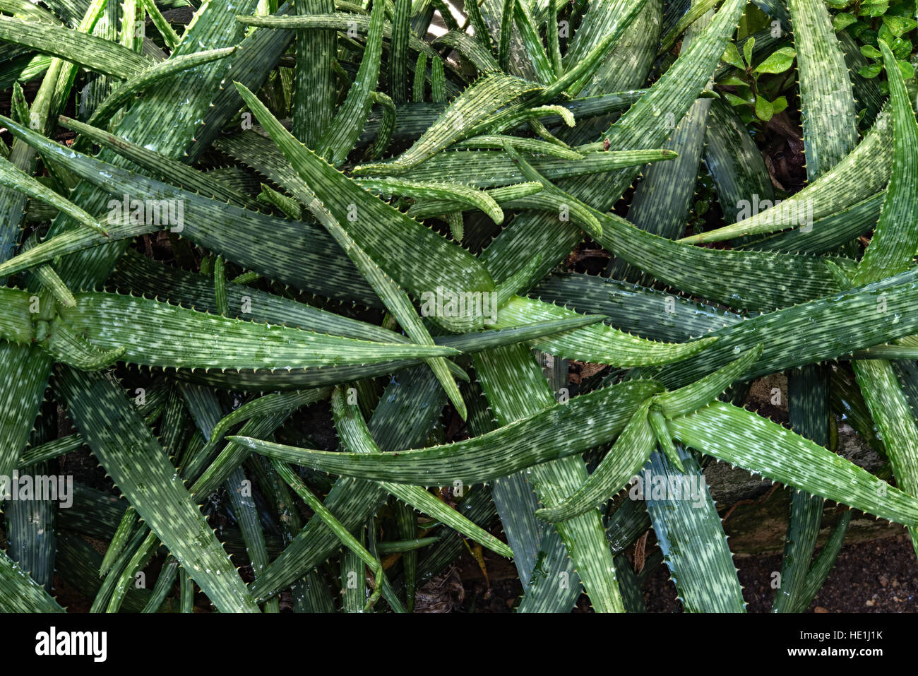 Aloe Vera Plant Outdoor In The Garden Stock Photo Alamy   Aloe Vera Plant Outdoor In The Garden HE1J1K 