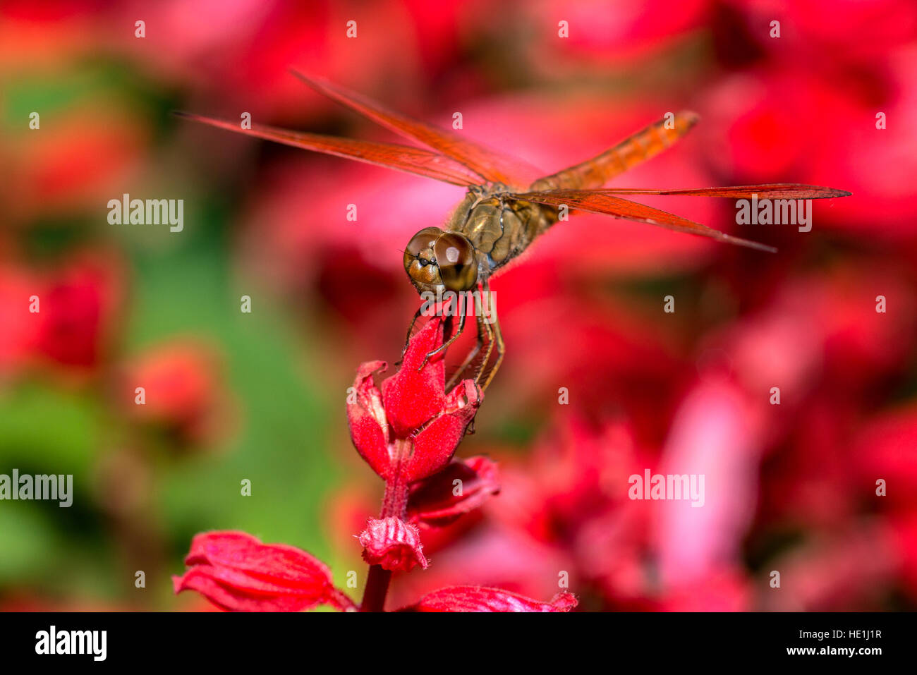 Closeup of dragonfly on red flower Stock Photo