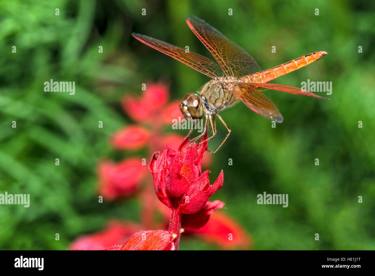 Closeup of dragonfly sitting on red flower Stock Photo