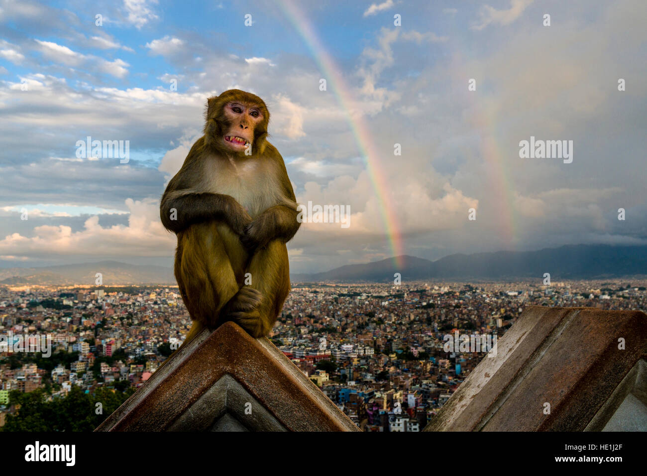 A monkey, rhesus macaque (Macaca mulatta), is sitting on a wall at Swayambhunath temple, aerial view on the houses of the city and a rainbow behind Stock Photo