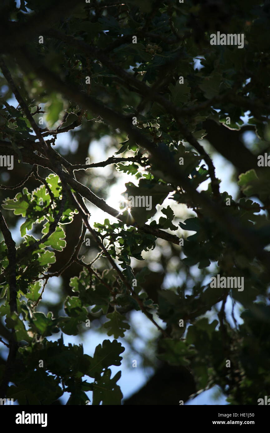 sun through oaks leaves Stock Photo - Alamy