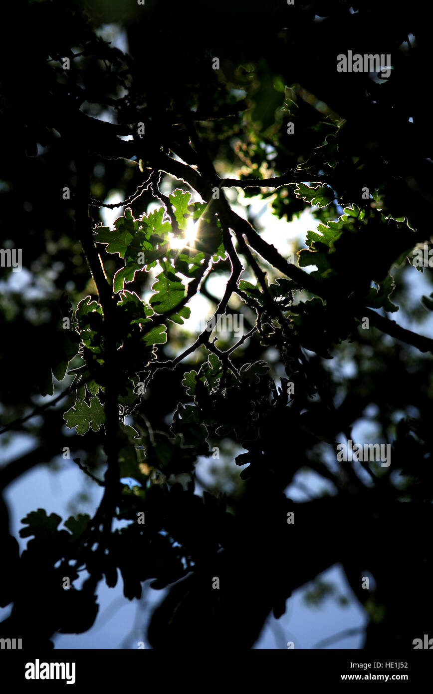 sun through oaks leaves Stock Photo - Alamy