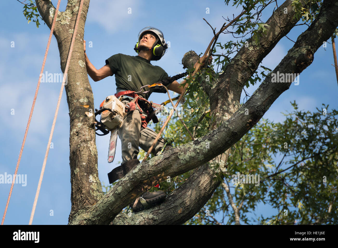 An Arborist (tree surgeon) assesses a cutting he is about to make. Stock Photo