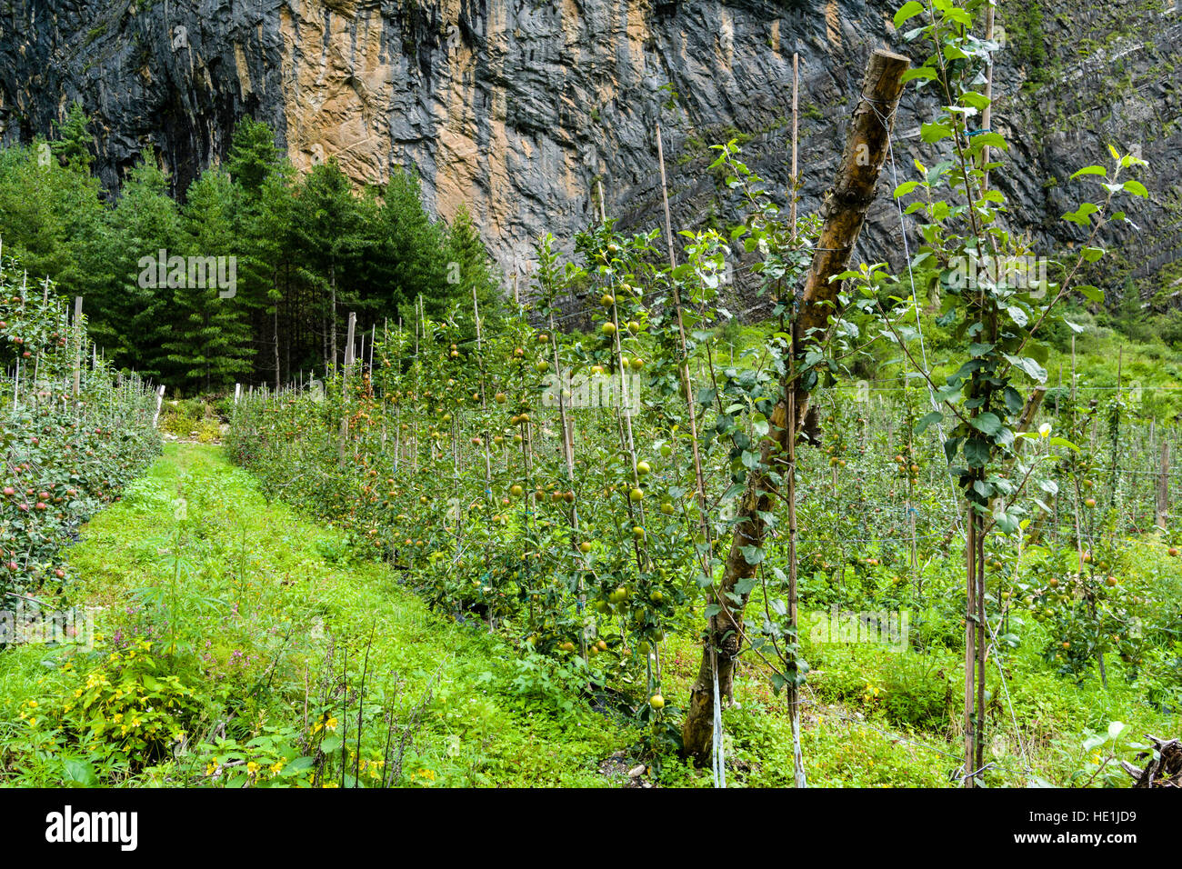Apple trees are growing in an apple orchard in Upper Marsyangdi valley Stock Photo