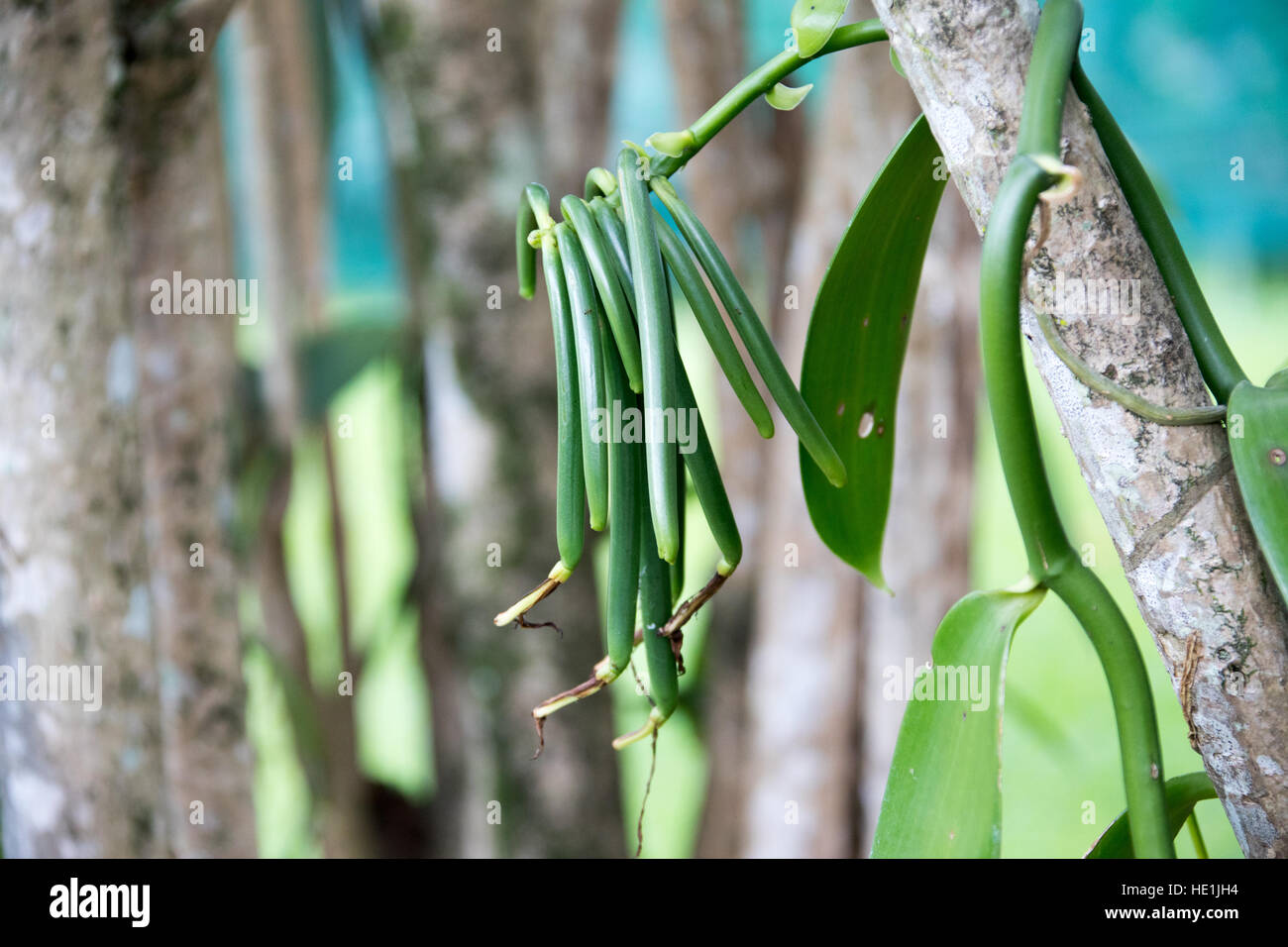 Vanilla growing and processing tour at Pro Vanille, BrasPanon, Reunion