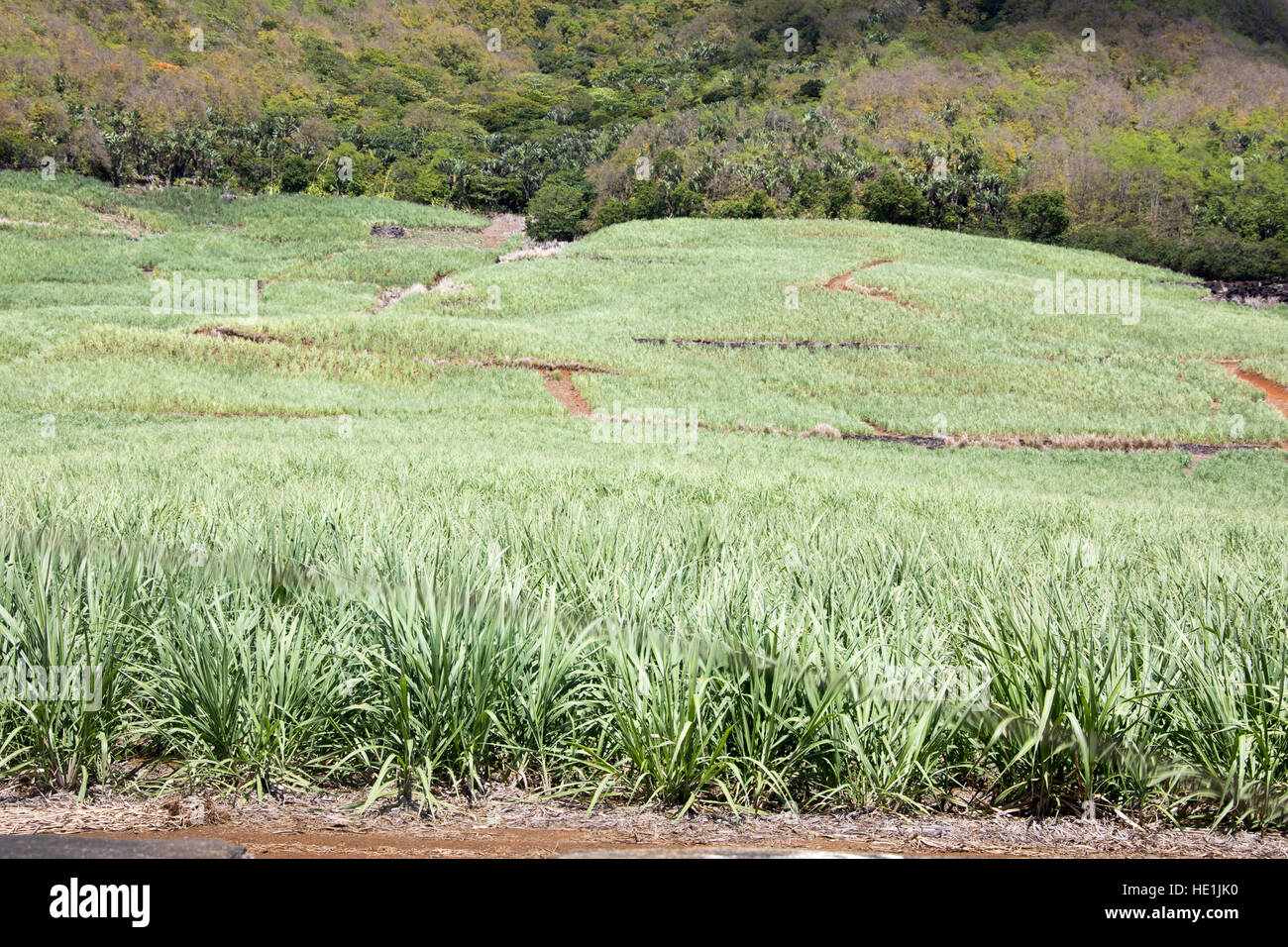 Sugar cane fields on Mauritius Island Stock Photo