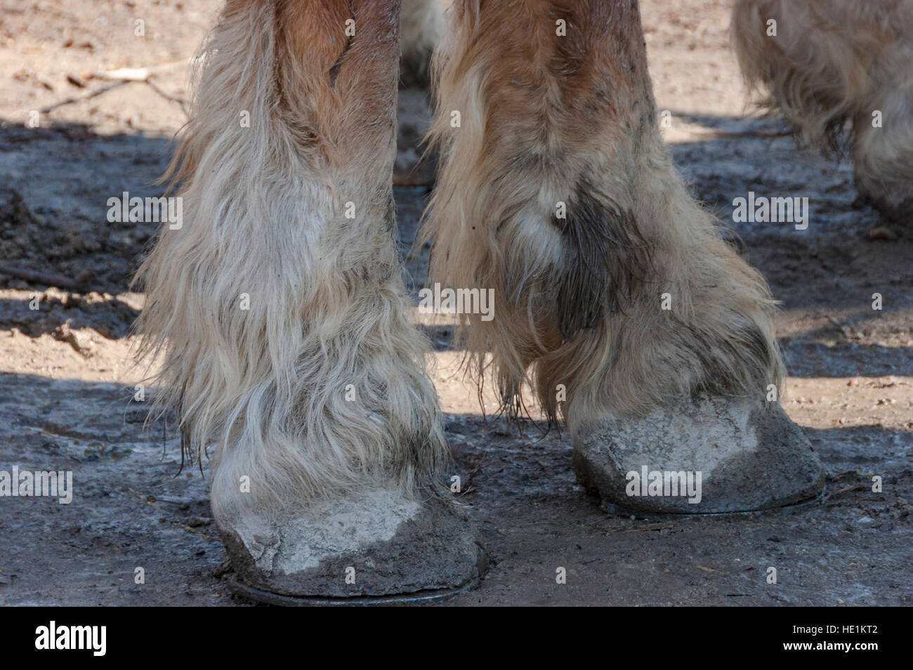 Muddy Clydesdale horse (Equus ferus caballus) front legs hoofs. Stock Photo