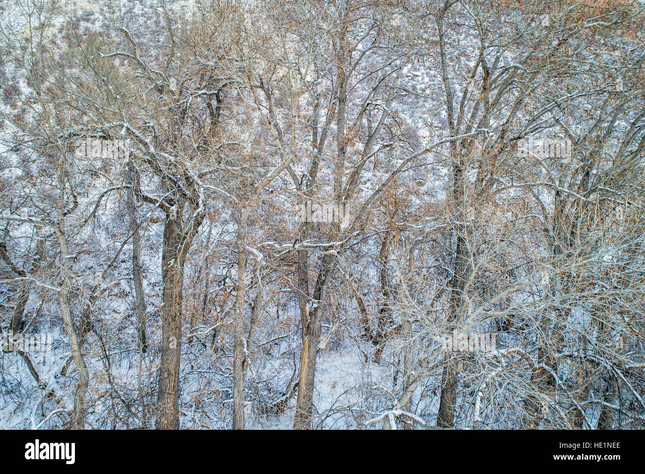Aerial view texture trees hi-res stock photography and images - Alamy