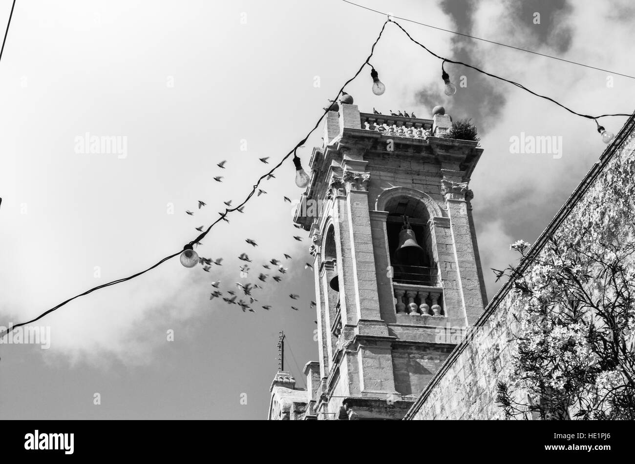 Birds of malta Black and White Stock Photos & Images Alamy