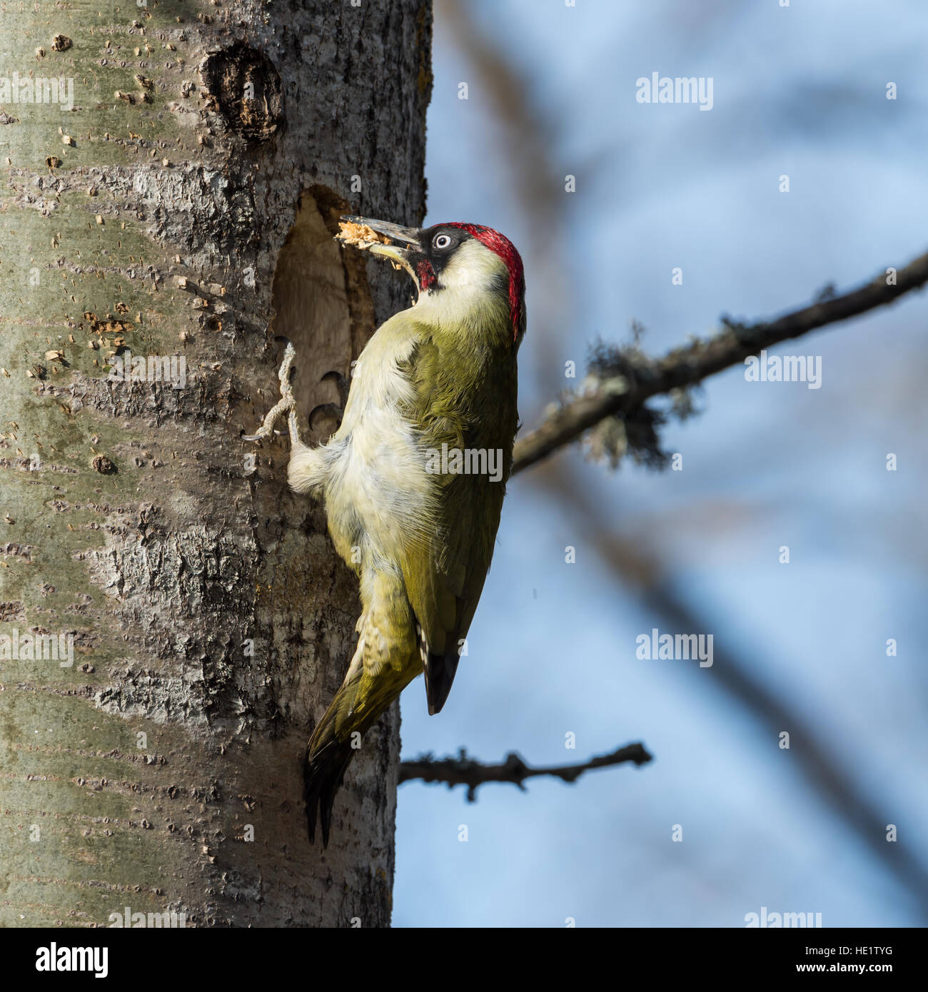 European green woodpecker (Picus viridis) with wood in the beak during excavation of  a nest hole in an aspen tree. Stock Photo