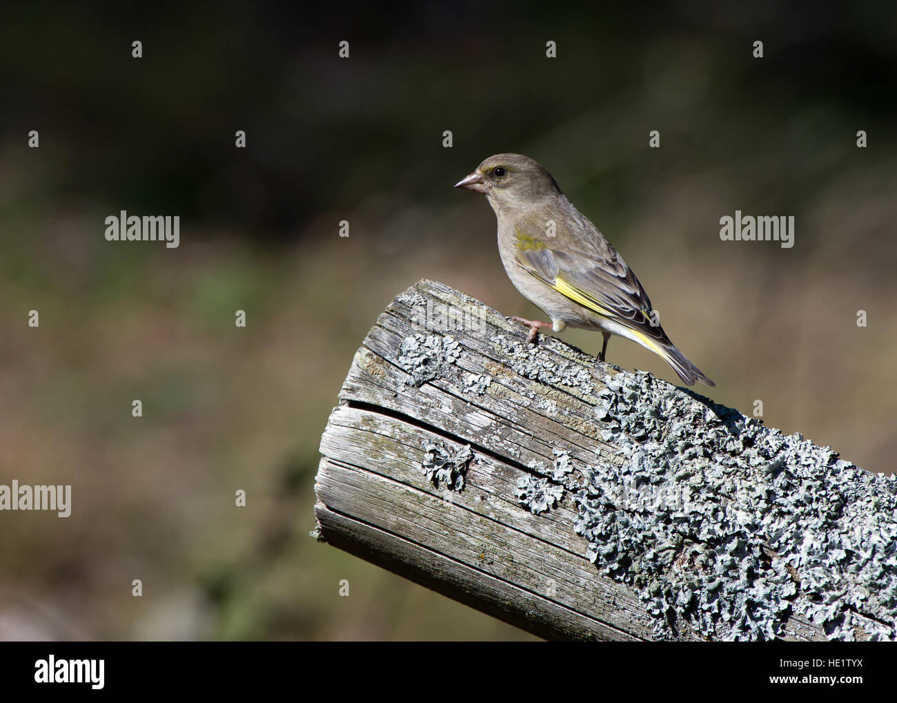 A female greenfinch on an old wooden fence pole with a nice bokeh Stock Photo