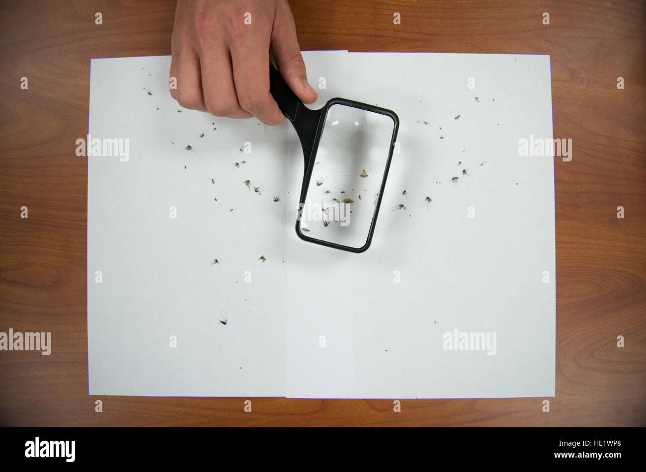 Microscope lab insects hi-res stock photography and images - Alamy