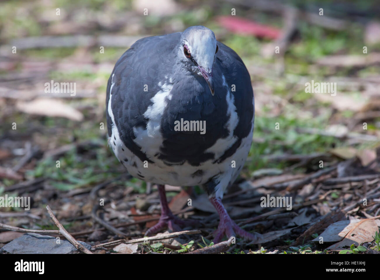10 January 2016: A wonga pigeon (Leucosarcia melanoleuca) at Pebbly Beach in Murramarang National Park, NSW, Australia. . Stock Photo