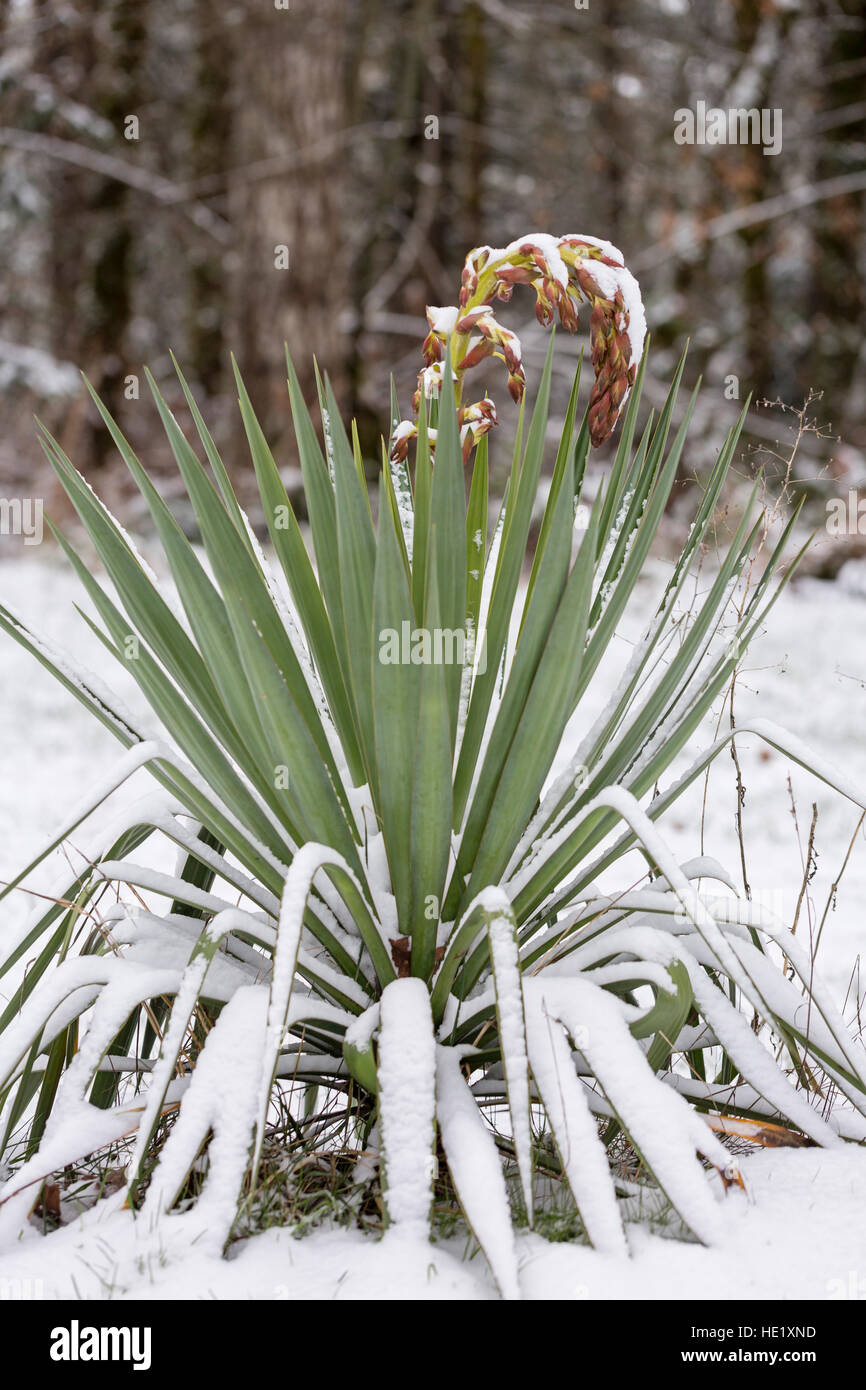 Yucca plant covered in snow Stock Photo Alamy
