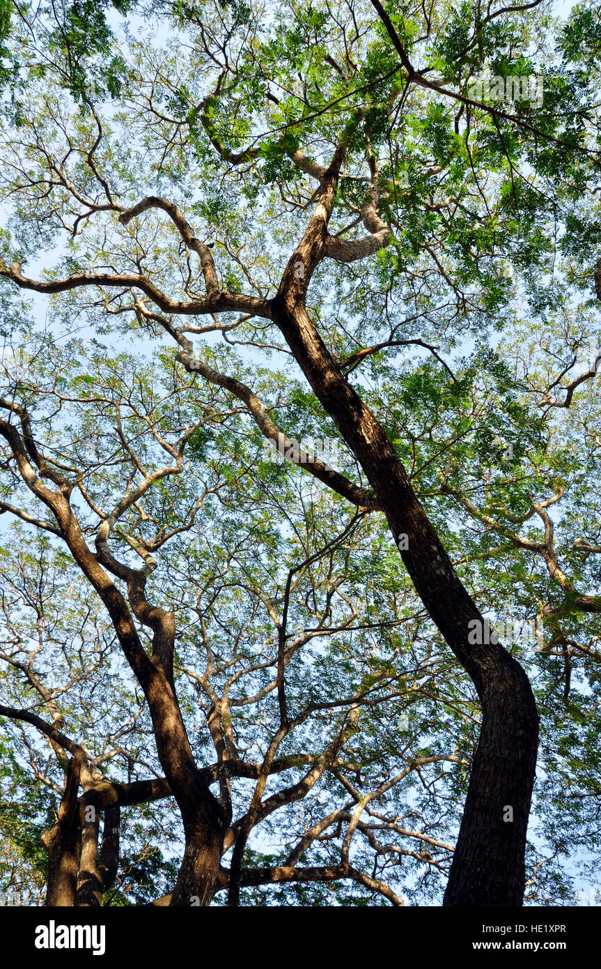 Trees Stock Photo