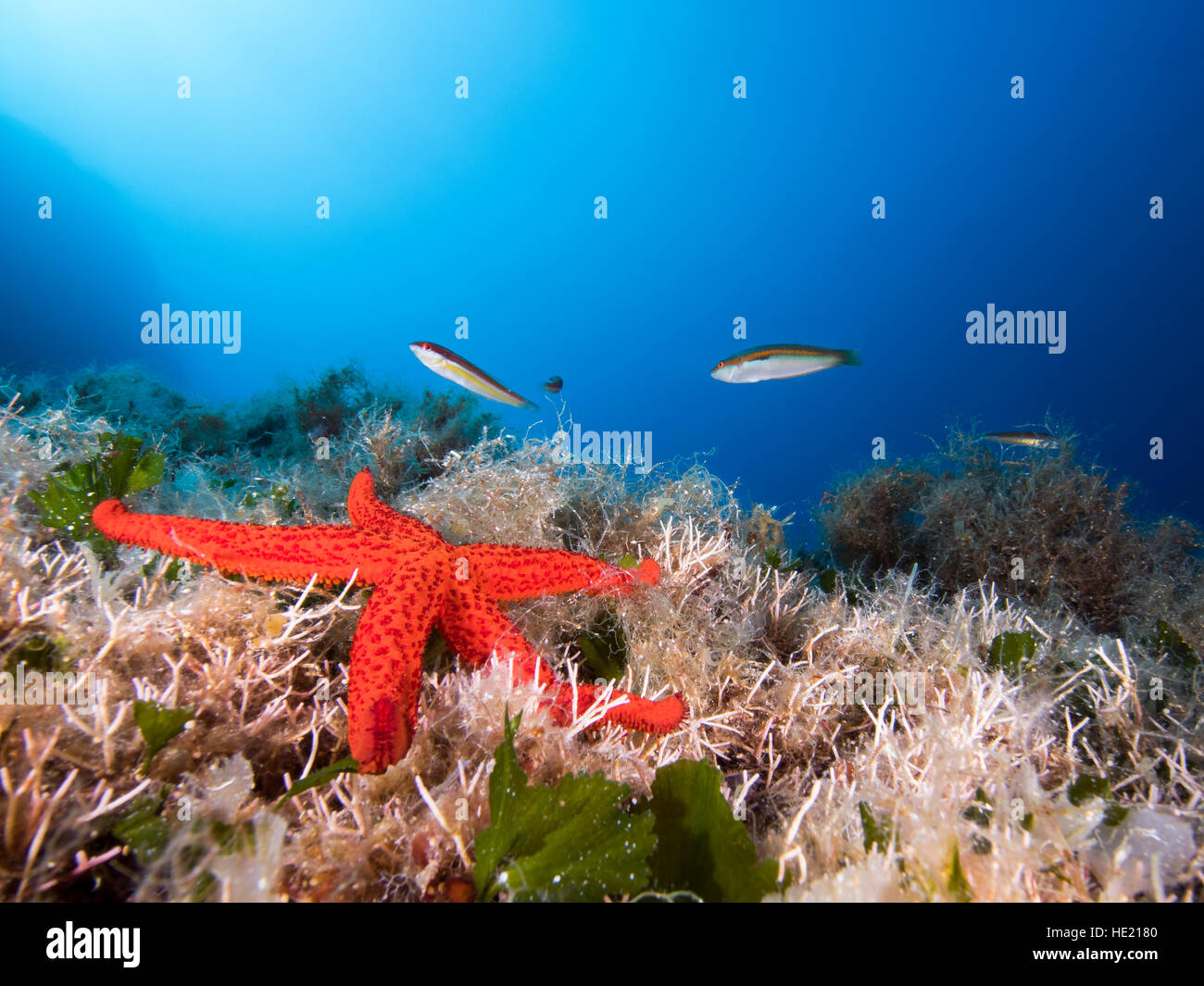 Red star fish lying on the sea bodom with rainbow wrasses against a blue background Stock Photo