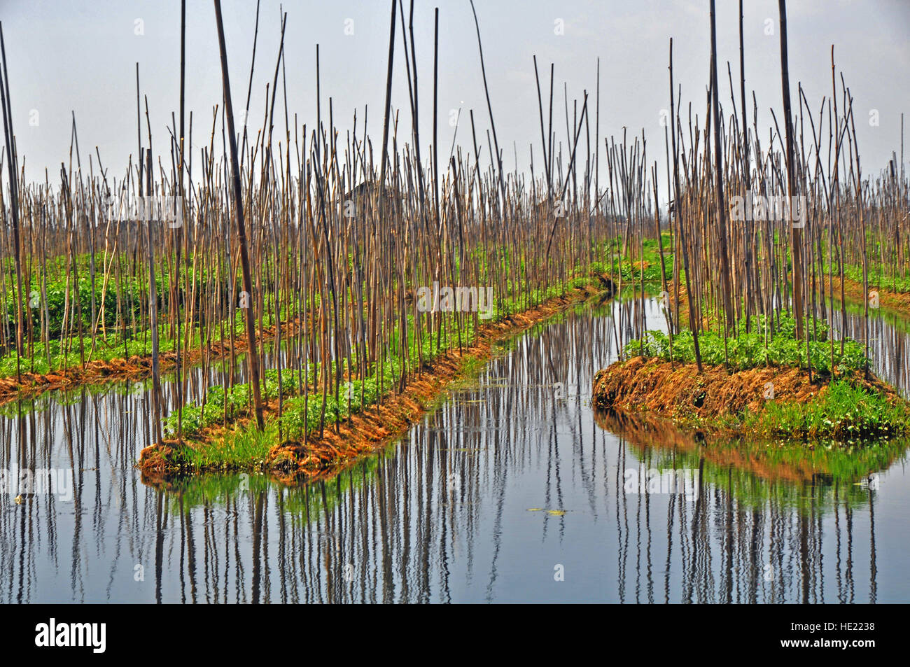 floating garden Inle Lake Myanmar Stock Photo Alamy