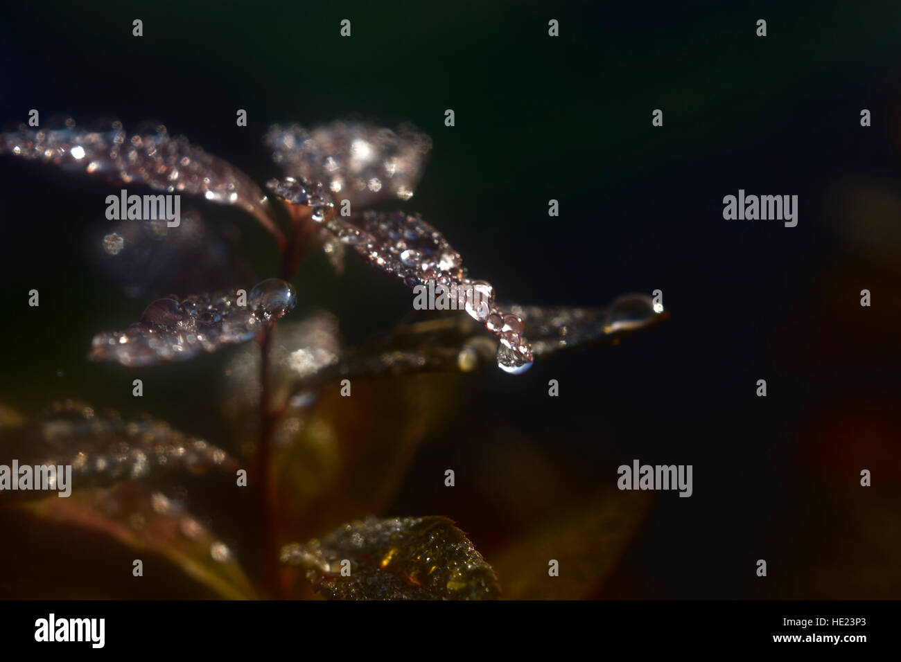 reflections of the sun in a drop of water Stock Photo - Alamy