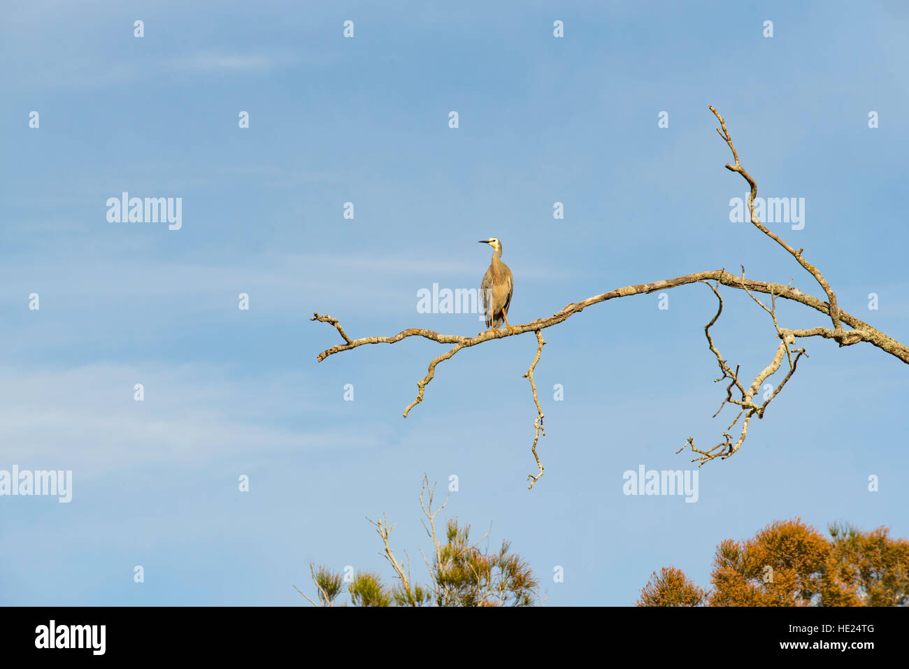 White-faced Heron (Egretta novaehollandiae) or White Fronted Heron sits on the branch of a dead tree in a rural coastal environment Stock Photo
