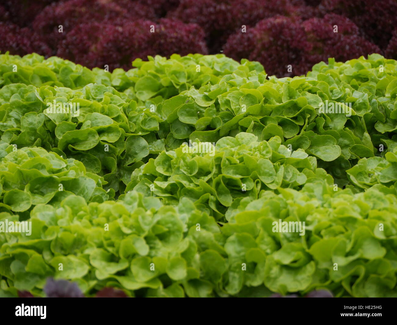 lettuces rows Stock Photo