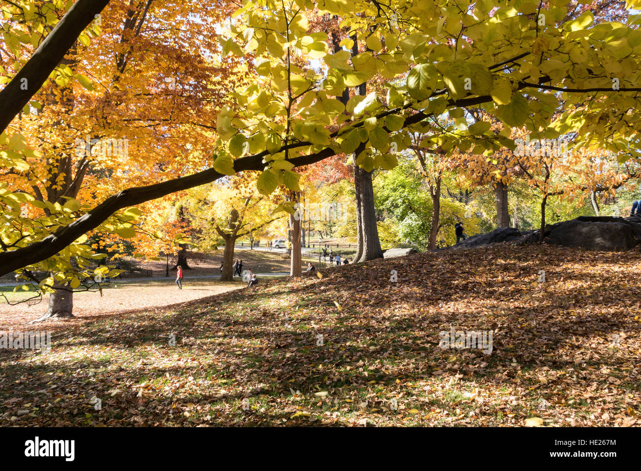 Fall Foliage in Central Park, NYC Stock Photo Alamy