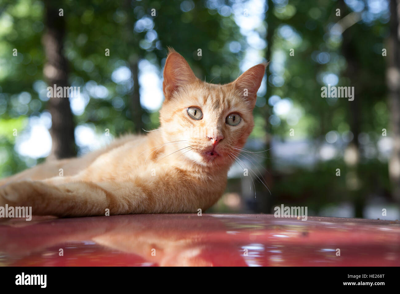 Gold tabby cat on a car Stock Photo Alamy