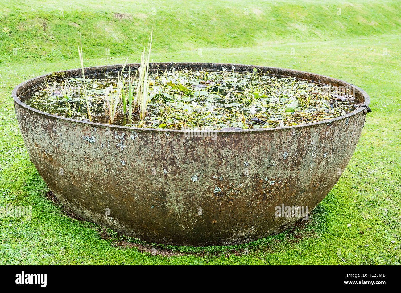 Old hemispherical metal planter used as a small water garden to grow Cape Pondweed Stock Photo