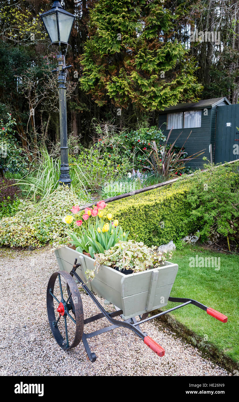 A former farm implement now used as a mobile floral planter in a private Cornish garden Stock Photo
