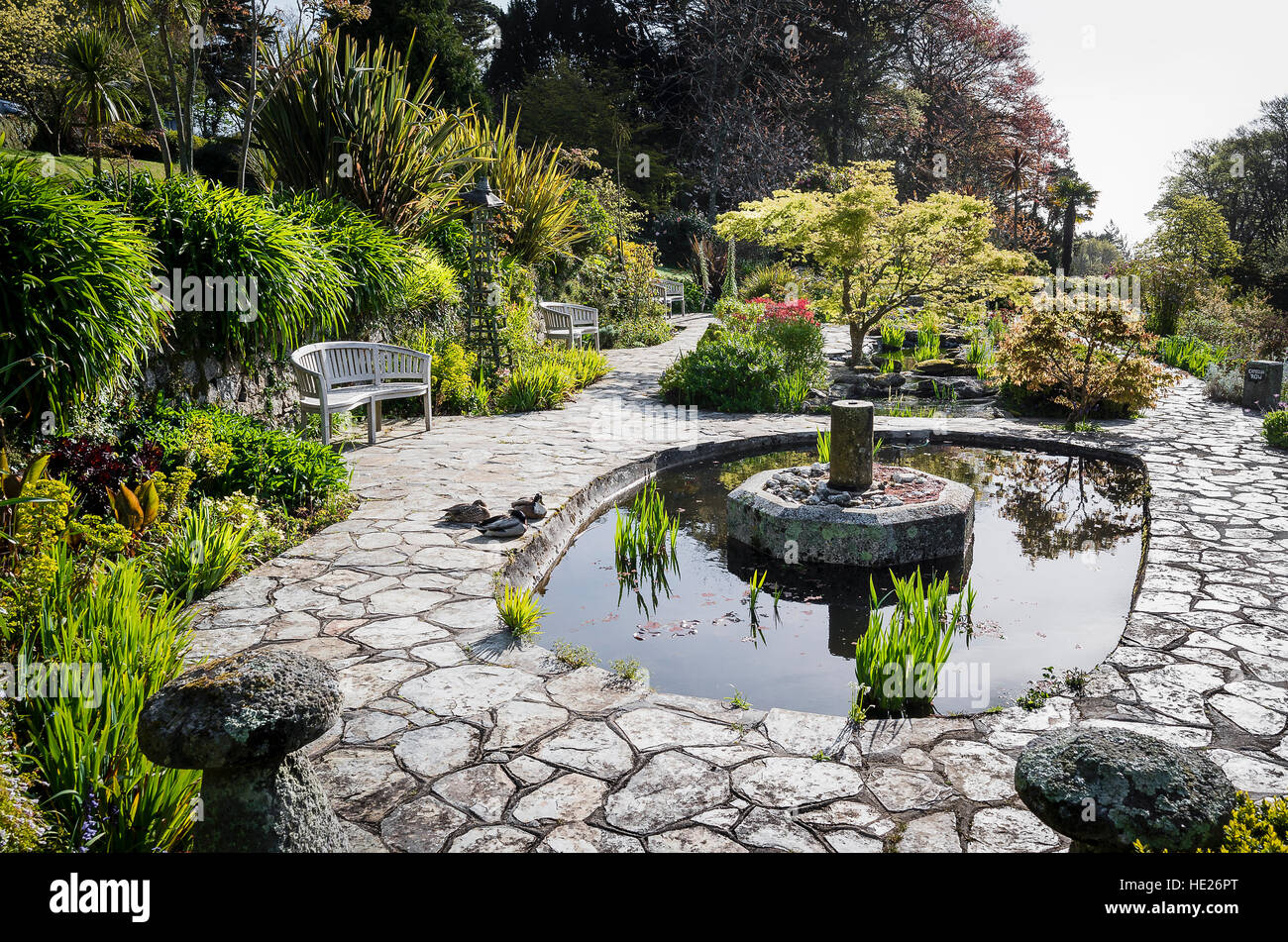 A secluded hotel garden with an ornamental pool and Cornish flora Stock Photo
