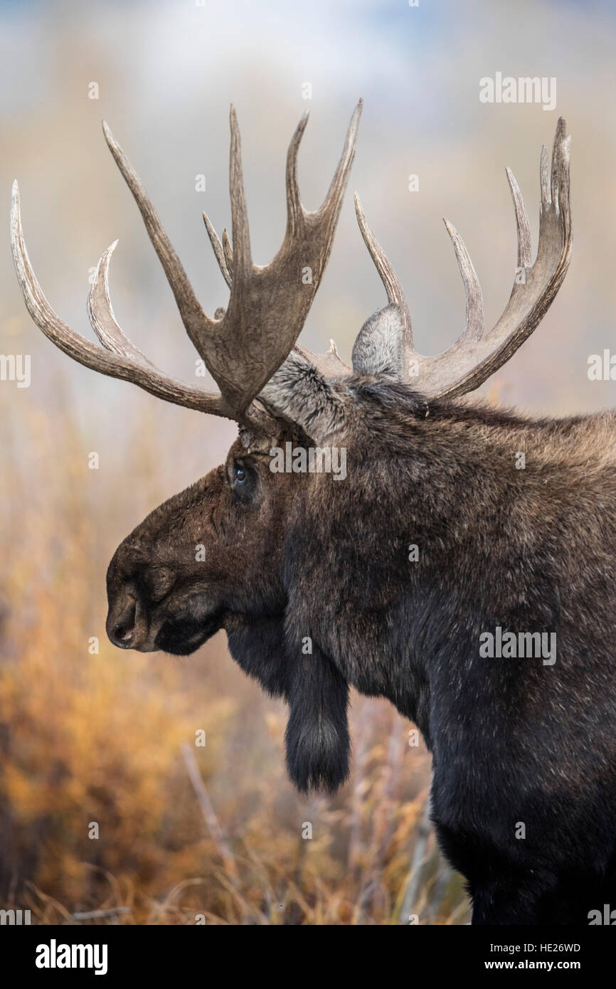 Moose Gros Ventre campground; Moose, Wyoming; Grand Tetons Stock Photo