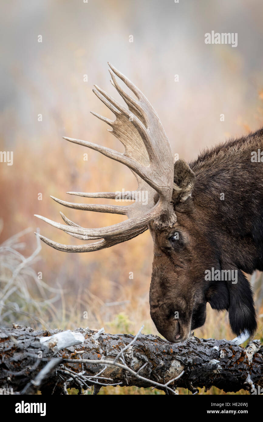 Moose Gros Ventre campground; Moose, Wyoming; Grand Tetons Stock Photo