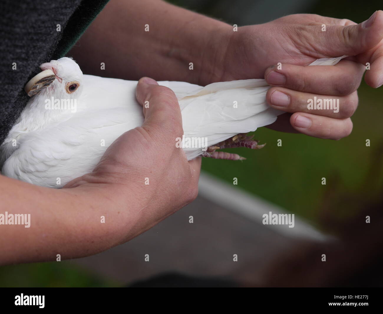 white dove in hand Stock Photo