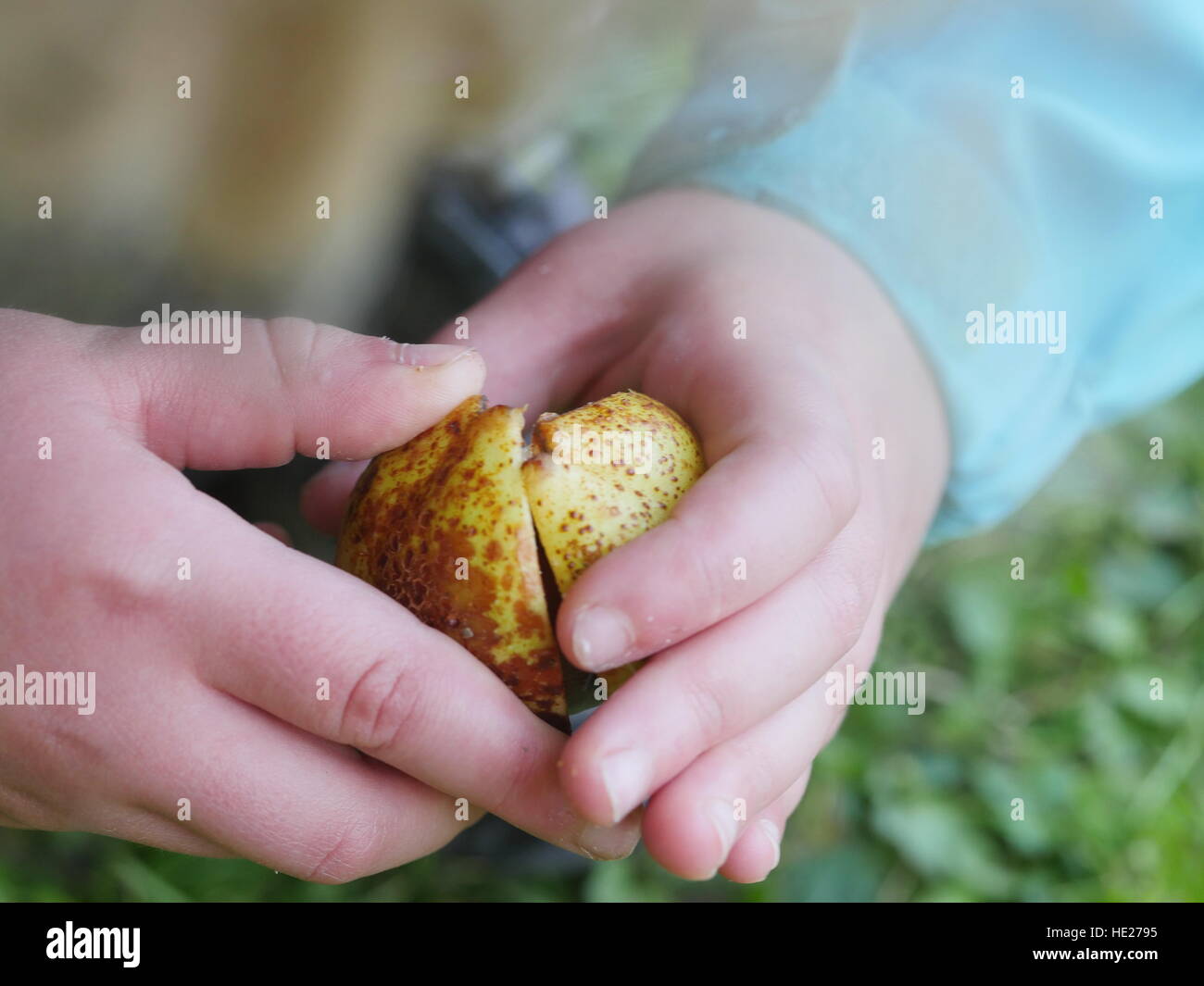 child conkers hand Stock Photo - Alamy
